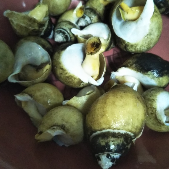 ばい貝の酒蒸し レシピ 作り方 By やんパパ 楽天レシピ ばい貝の酒蒸し レシピ 作り方 By やんパパ 楽天レシピ